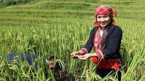 Les Dao Rouges du Vietnam à Hoang Su Phi : Guide Complet par un Local