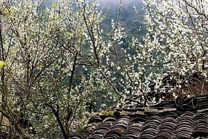 Ha Giang en Février : Météo, Fleurs de Pêcher, Têt et Boucle en Moto - Guide Complet 2026