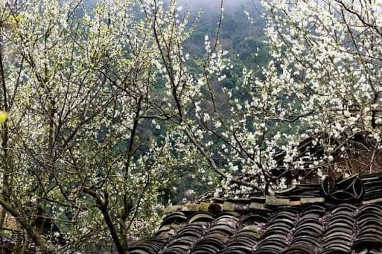 Ha Giang en Février : Météo, Fleurs de Pêcher, Têt et Boucle en Moto - Guide Complet 2026