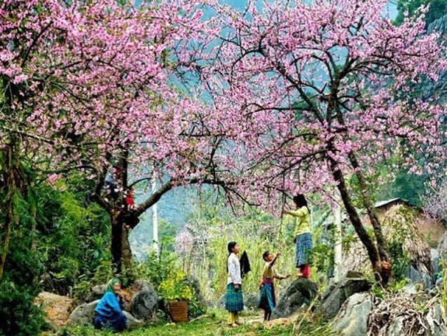 Ha Giang en Février : Météo, Fleurs de Pêcher, Têt et Boucle en Moto - Guide Complet 2026