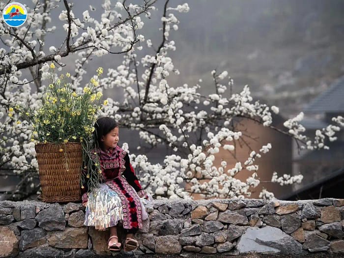 Ha Giang en Février : Météo, Fleurs de Pêcher, Têt et Boucle en Moto - Guide Complet 2026