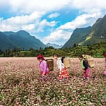 Itinéraire Ha Giang hors sentiers battus : 7 spots secrets que les guides ne montrent pas - Guide local 2026 Itinéraire Ha Giang hors sentiers battus : 7 spots secrets que les guides ne montrent pas - Guide local 2026