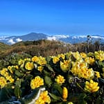 Pourquoi visiter Ha Giang en mars ? Météo, fleurs, festivals et itinéraire Pourquoi visiter Ha Giang en mars ? Météo, fleurs, festivals et i