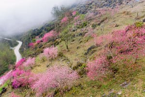 Faire Ha Giang Loop en Nouvel An Lunaire