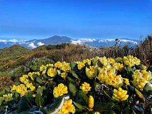 Pourquoi visiter Ha Giang en mars ? Météo, fleurs, festivals et i
